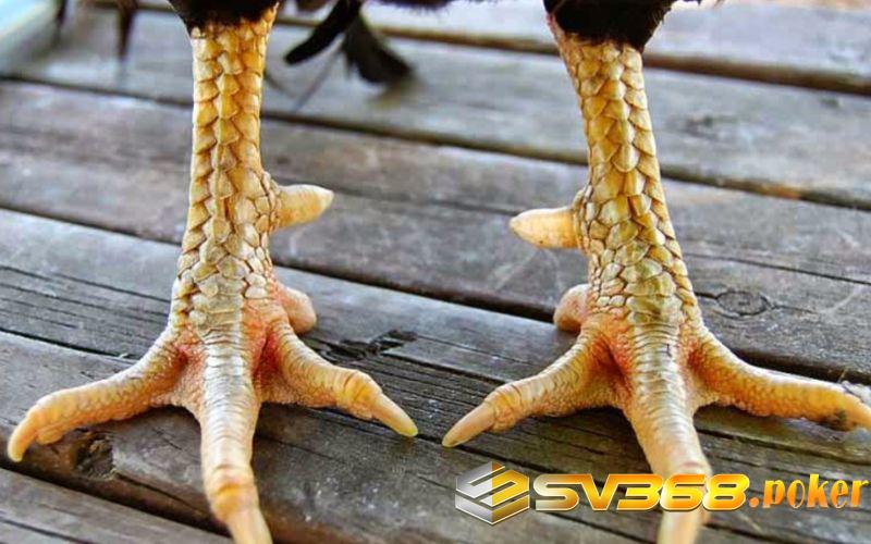 Xem chân gà chọi để lựa chọn chiến kê hay, đá tốt