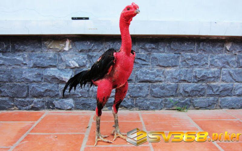 Nên lựa chọn chiến kê có phần chân đùi to và tròn